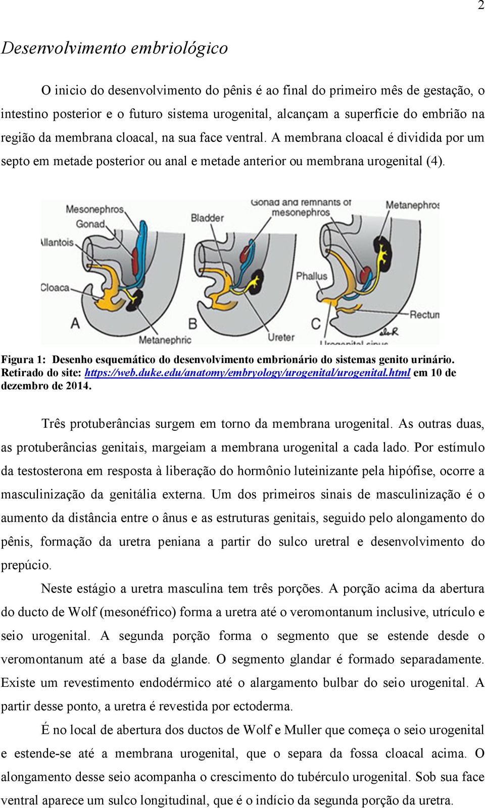 Figura 1: Desenho esquemático do desenvolvimento embrionário do sistemas genito urinário. Retirado do site: https://web.duke.edu/anatomy/embryology/urogenital/urogenital.