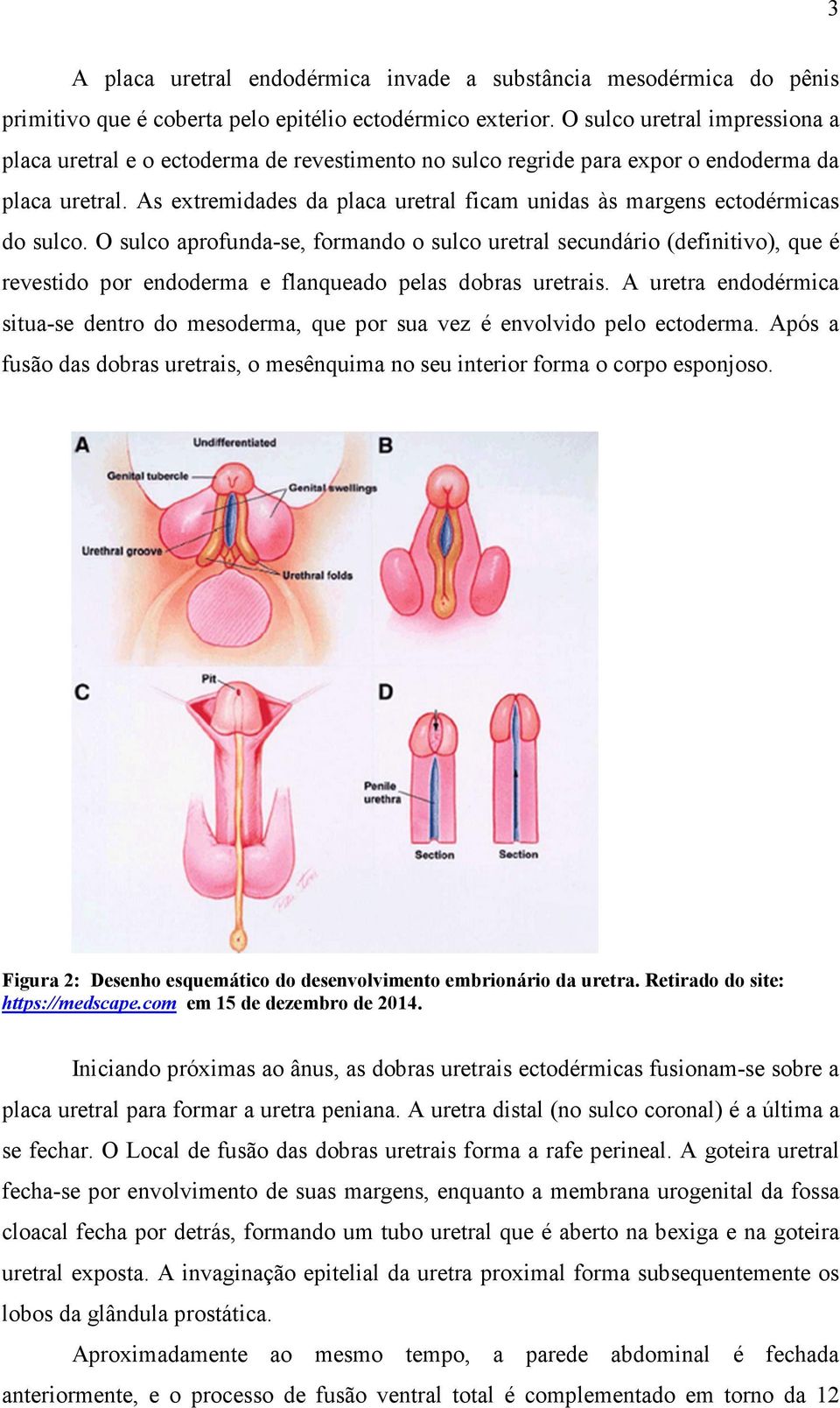 As extremidades da placa uretral ficam unidas às margens ectodérmicas do sulco.