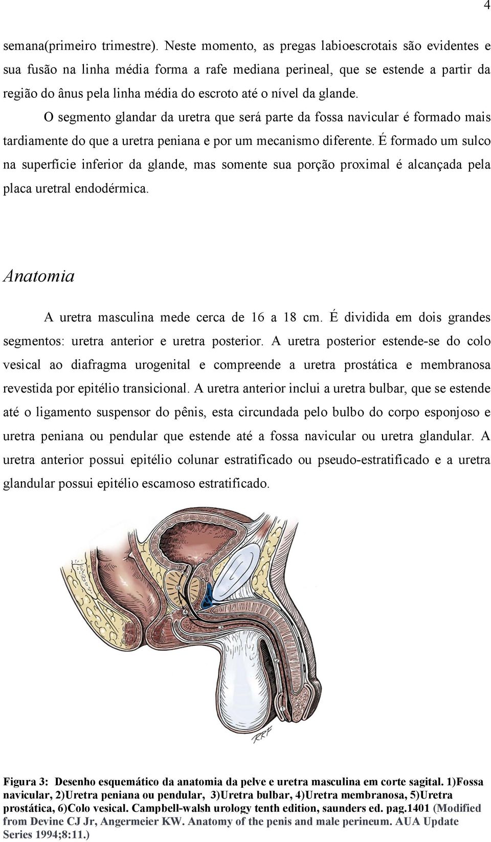 glande. O segmento glandar da uretra que será parte da fossa navicular é formado mais tardiamente do que a uretra peniana e por um mecanismo diferente.
