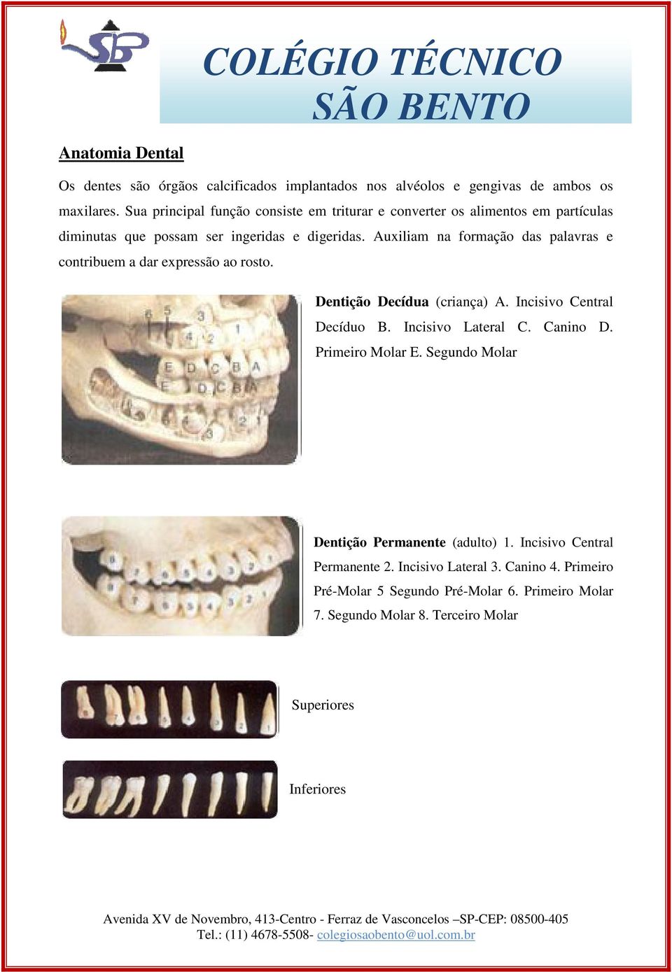 Auxiliam na formação das palavras e contribuem a dar expressão ao rosto. Dentição Decídua (criança) A. Incisivo Central Decíduo B. Incisivo Lateral C. Canino D.