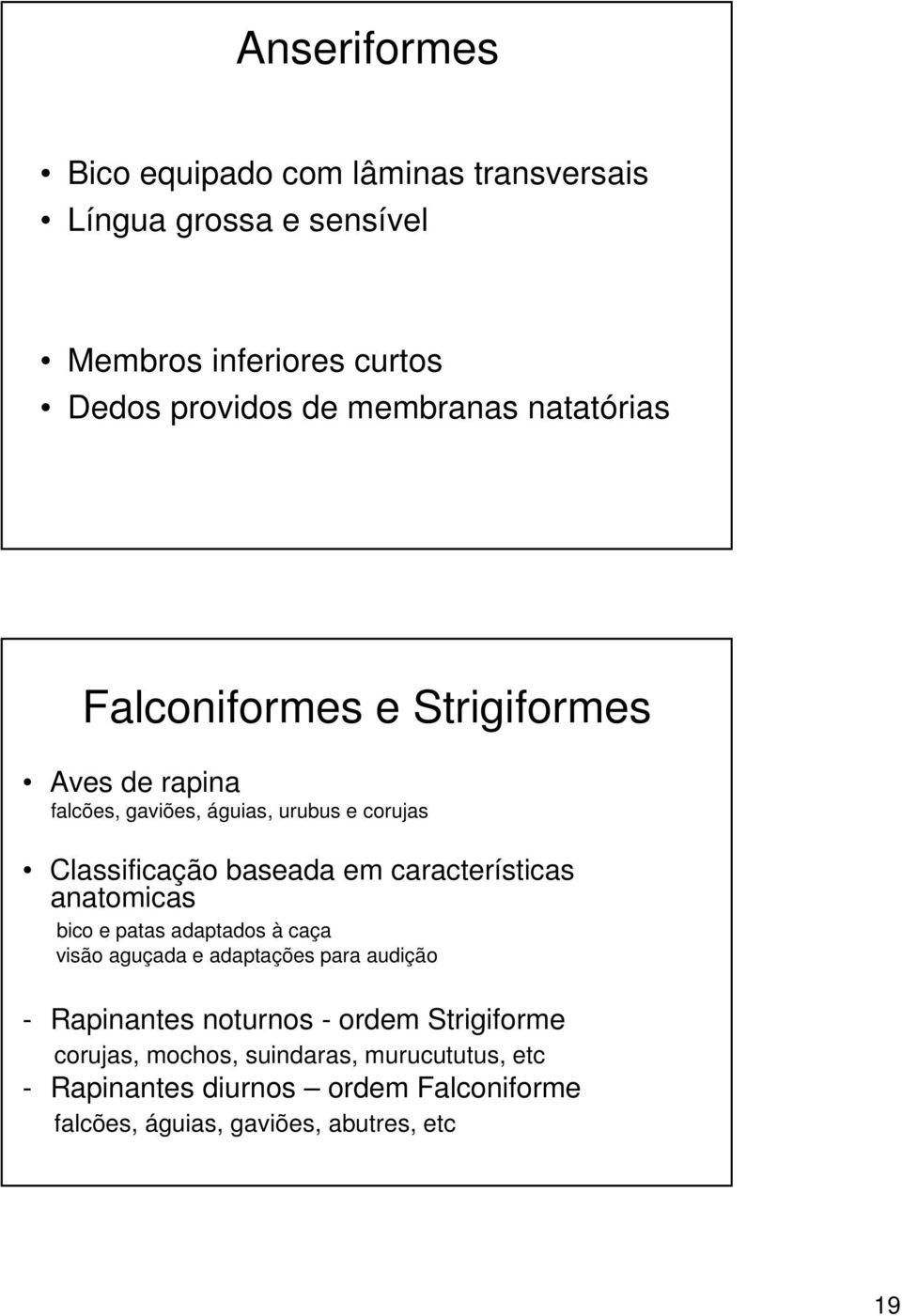 em características anatomicas bico e patas adaptados à caça visão aguçada e adaptações para audição - Rapinantes noturnos - ordem