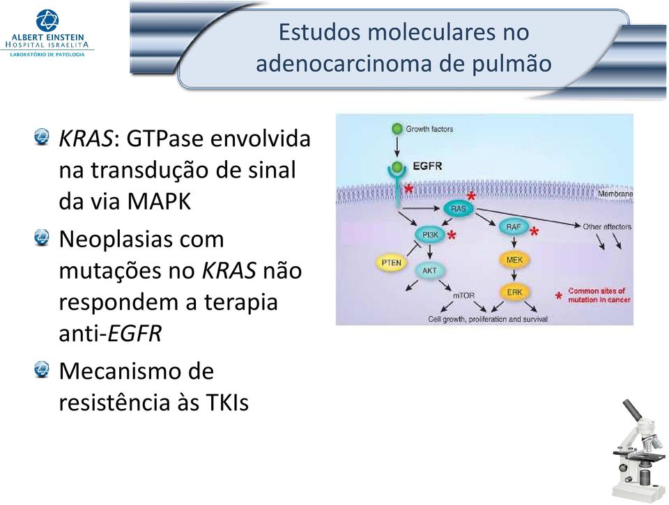 via MAPK Neoplasias com mutações no KRAS não