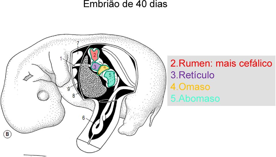 Rumen: mais