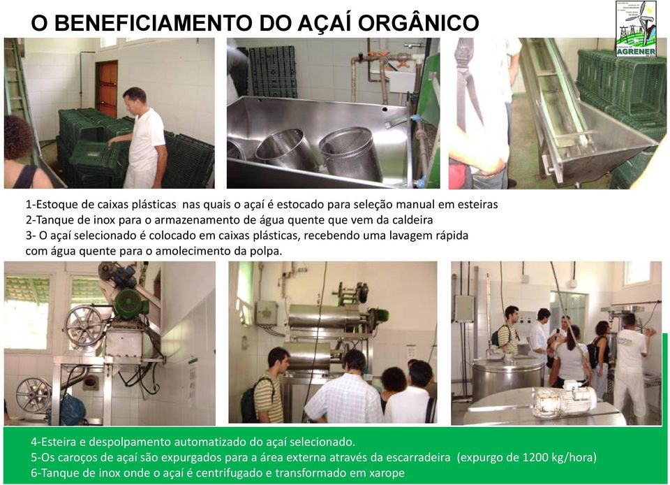 rápida com água quente para o amolecimento da polpa. 4 Esteira e despolpamento automatizado do açaí selecionado.