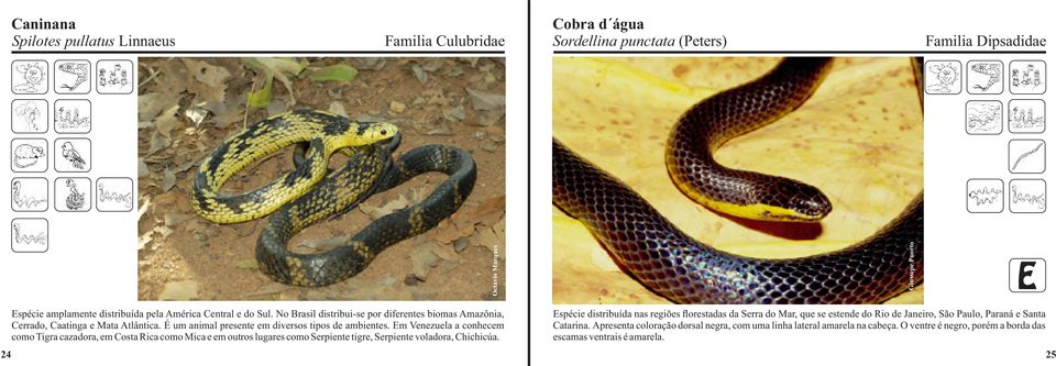 Em Venezuela a conhecem como Tigra cazadora, em Costa Rica como Mica e em outros lugares como Serpiente tigre, Serpiente voladora, Chichicúa.