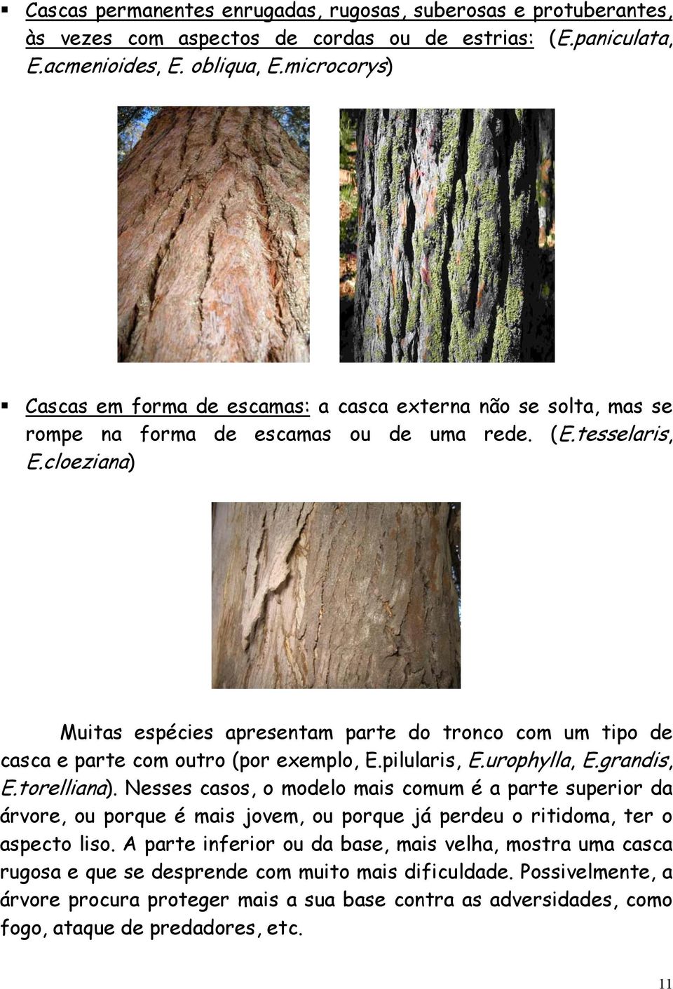 cloeziana) Muitas espécies apresentam parte do tronco com um tipo de casca e parte com outro (por exemplo, E.pilularis, E.urophylla, E.grandis, E.torelliana).