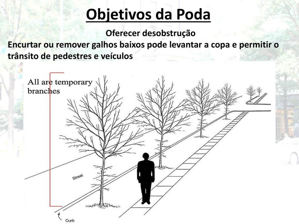 galhos baixos pode levantar a copa e