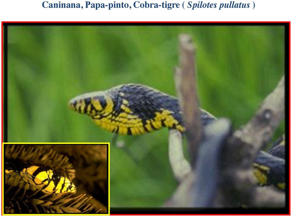 Cobra-tigre (