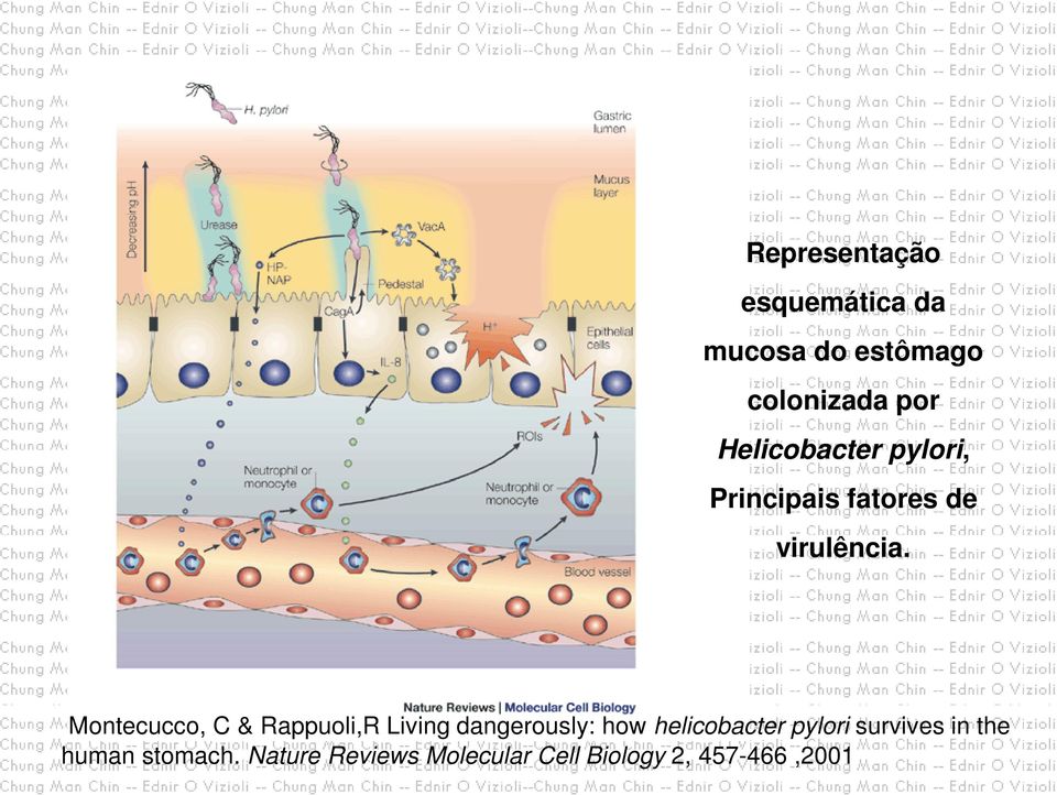 Montecucco, C & Rappuoli,R Living dangerously: how helicobacter