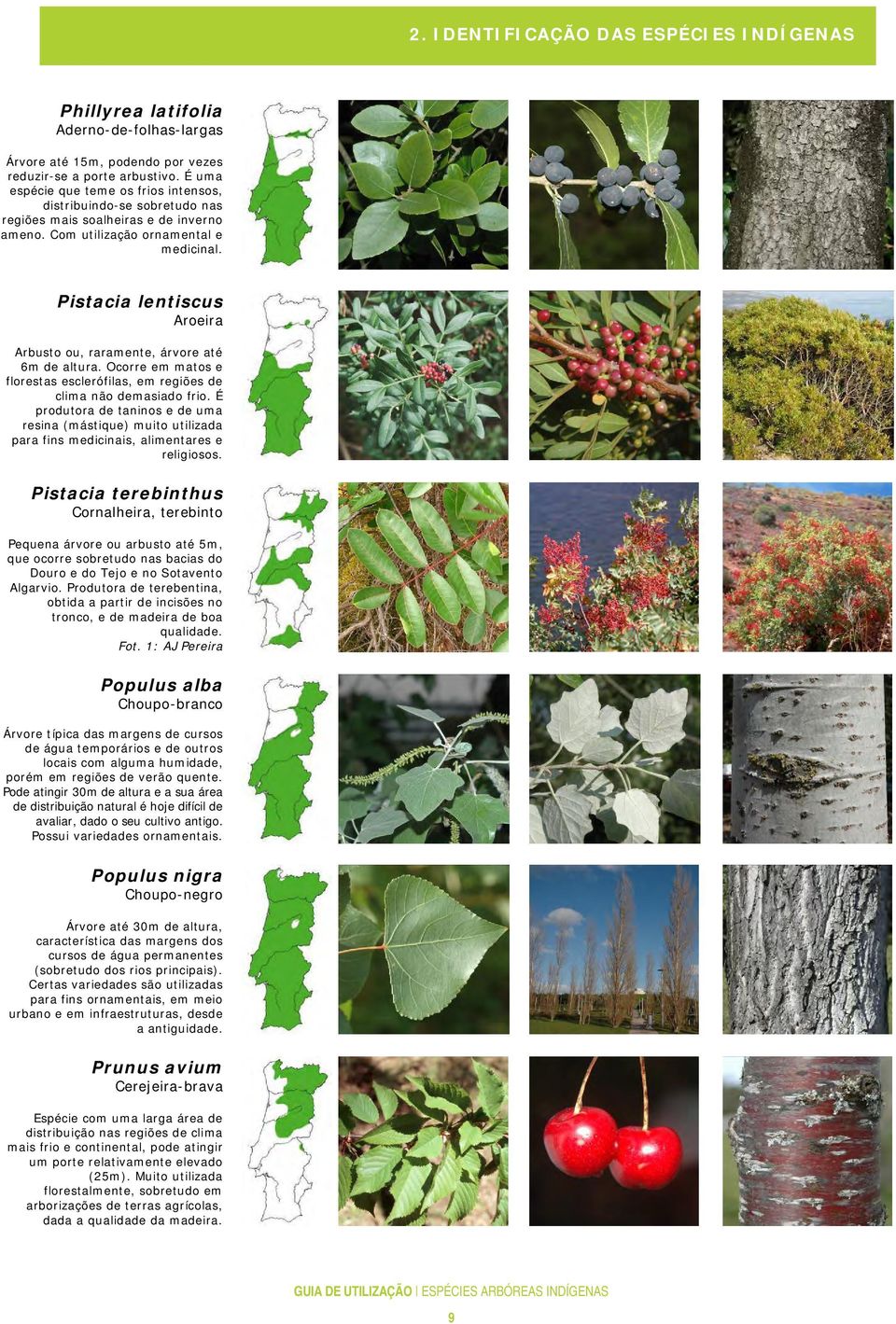 Pistacia lentiscus Aroeira Arbusto ou, raramente, árvore até 6m de altura. Ocorre em matos e florestas esclerófilas, em regiões de clima não demasiado frio.