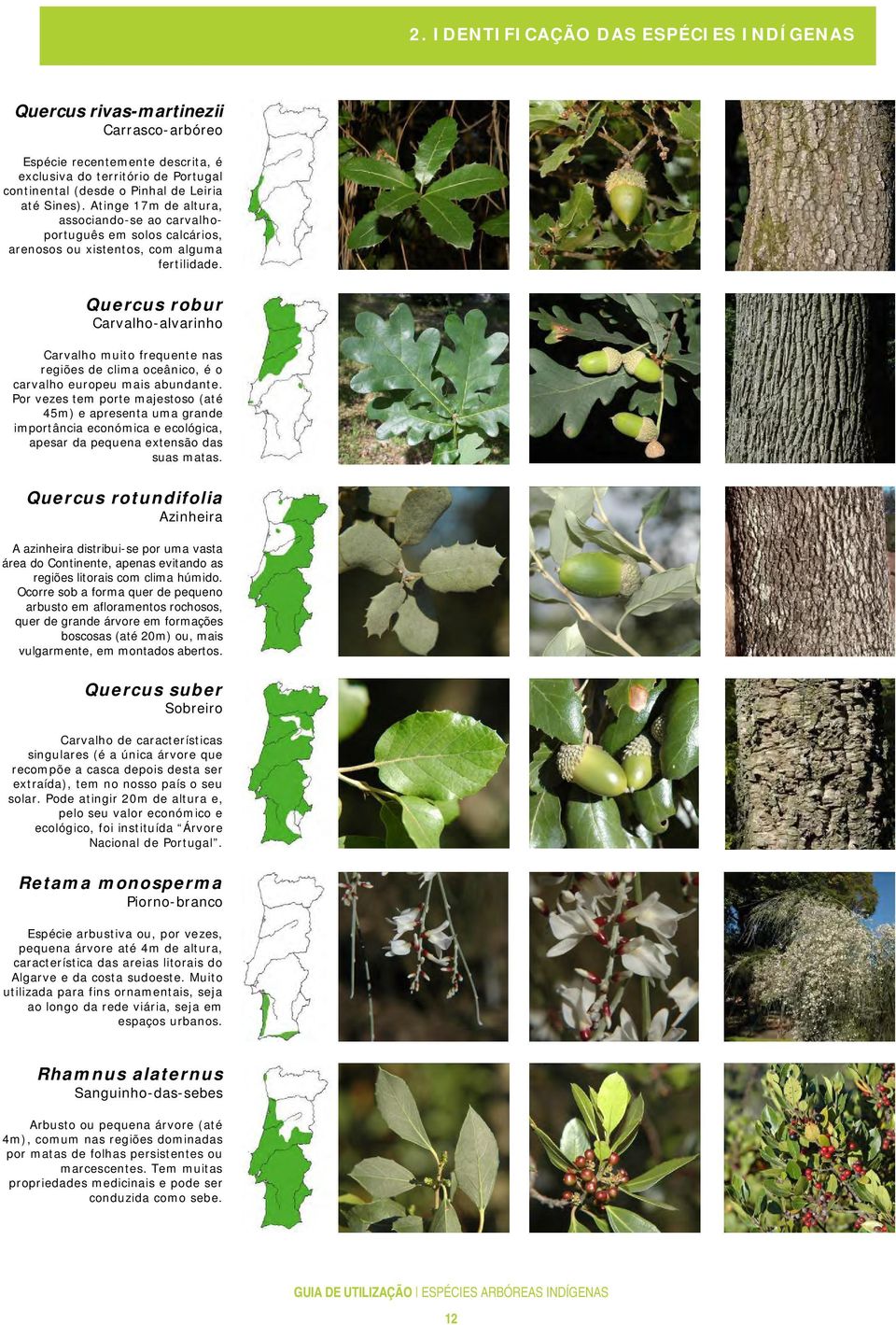 Quercus robur Carvalho-alvarinho Carvalho muito frequente nas regiões de clima oceânico, é o carvalho europeu mais abundante.