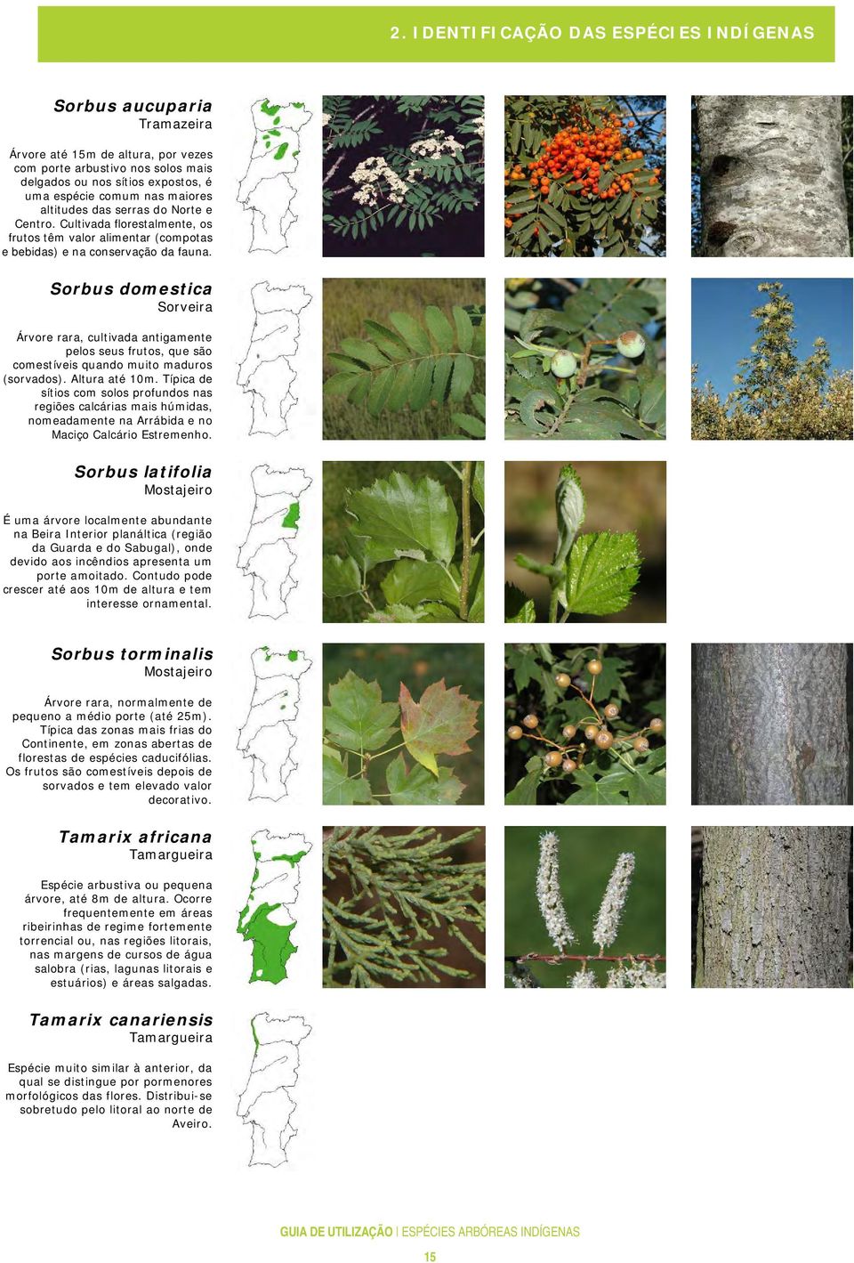 Sorbus domestica Sorveira Árvore rara, cultivada antigamente pelos seus frutos, que são comestíveis quando muito maduros (sorvados). Altura até 10m.