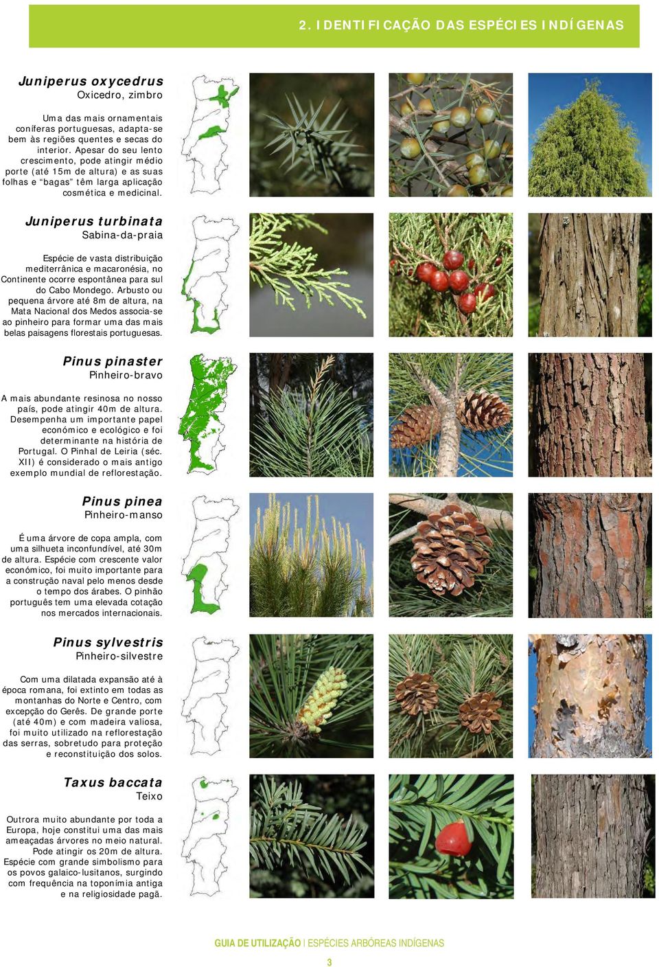 Juniperus turbinata Sabina-da-praia Espécie de vasta distribuição mediterrânica e macaronésia, no Continente ocorre espontânea para sul do Cabo Mondego.