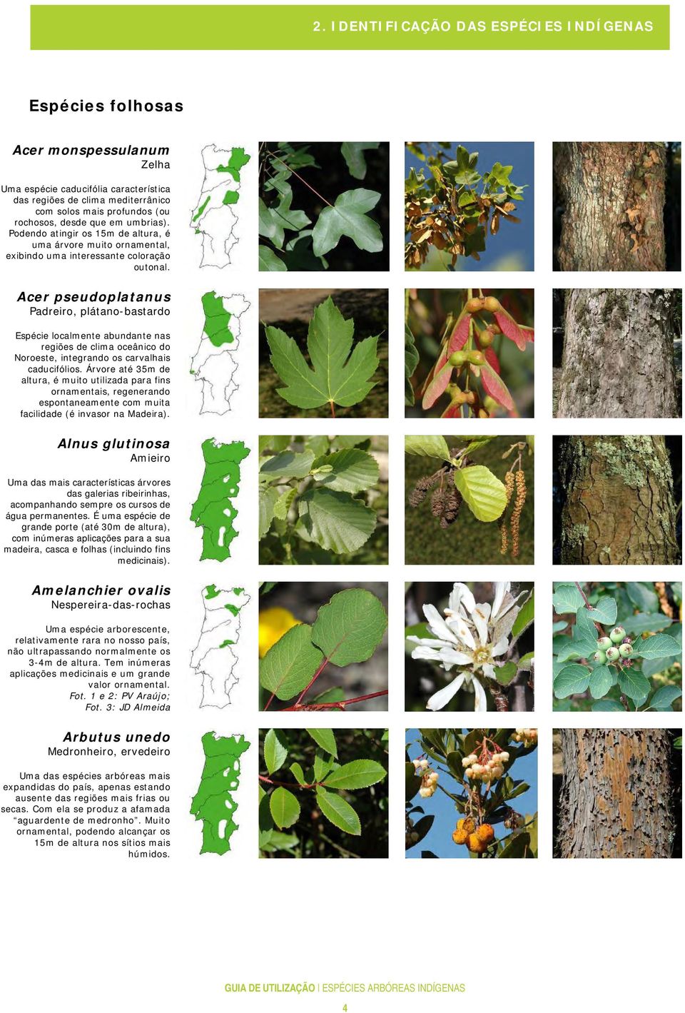 Acer pseudoplatanus Padreiro, plátano-bastardo Espécie localmente abundante nas regiões de clima oceânico do Noroeste, integrando os carvalhais caducifólios.