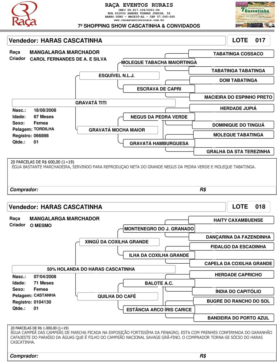 DOMINIQUE DO TINGUÁ MOLEQUE TABATINGA GRALHA DA STA TEREZINHA 20 PARCELAS DE R$ 600,00 (1+19) ÉGUA BASTANTE MARCHADEIRA, SERVINDO PARA REPRODUÇAO NETA DO GRANDE NEGUS DA PEDRA VERDE E MOLEQUE