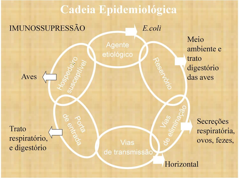 coli Meio ambiente e trato digestório das aves Trato