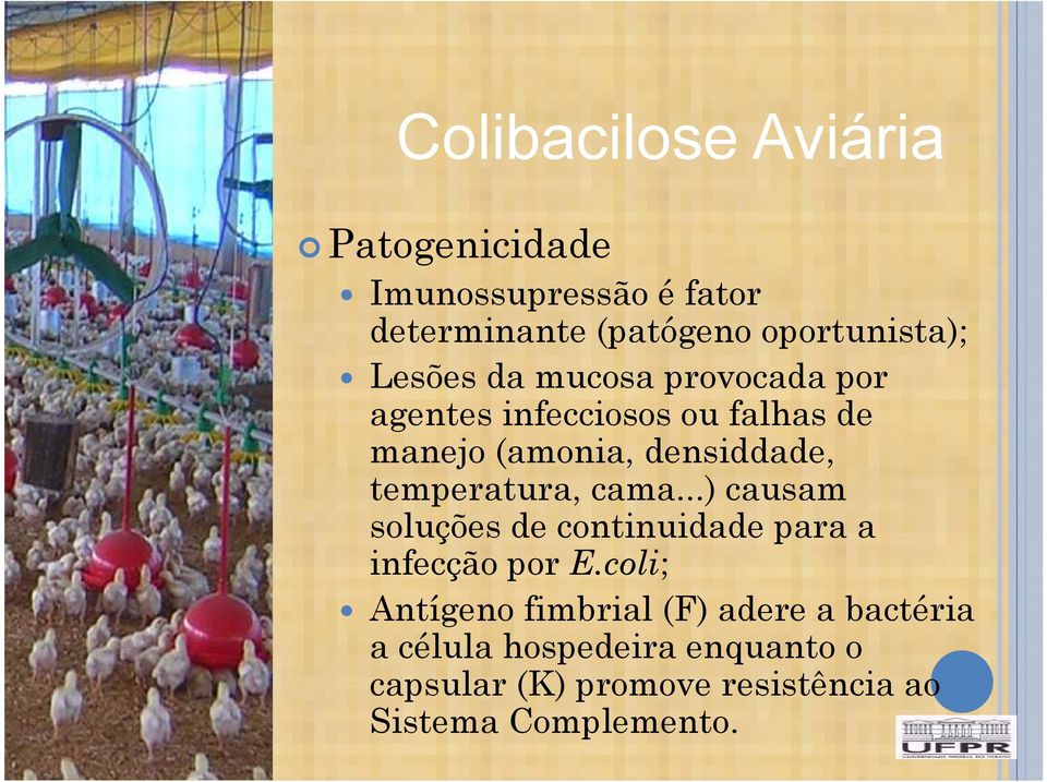 ..) causam soluções de continuidade para a infecção por E.