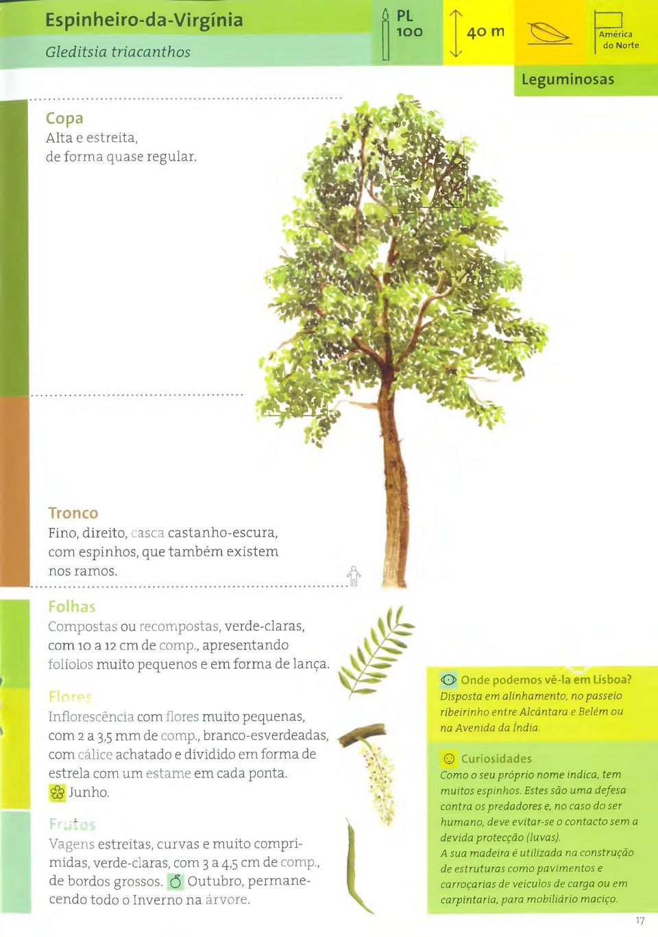 , apresentando folíolos muito pequenos e em forma de lança. Florec Inflorescência com flores muito pequenas, com 2 a 3,5 mm de comp.