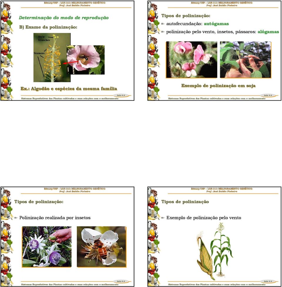 : Algodão e espé écies da mesma famí ília esp fam espécies família Exemplo de polinizaç ção em soja poliniza polinização Tipos