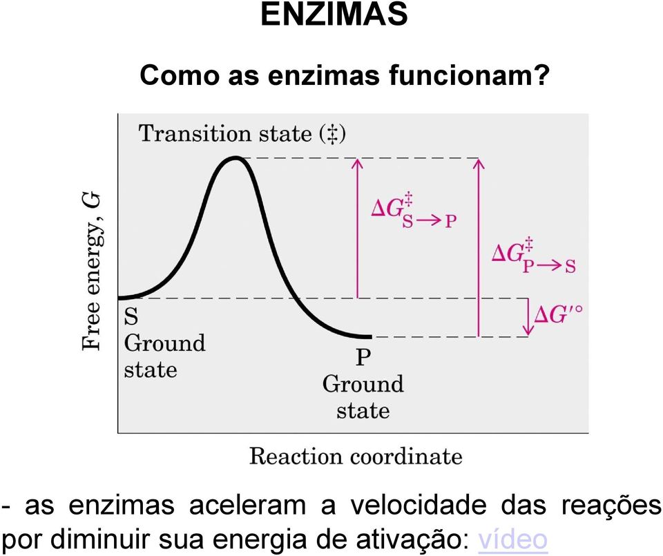 - as enzimas aceleram a