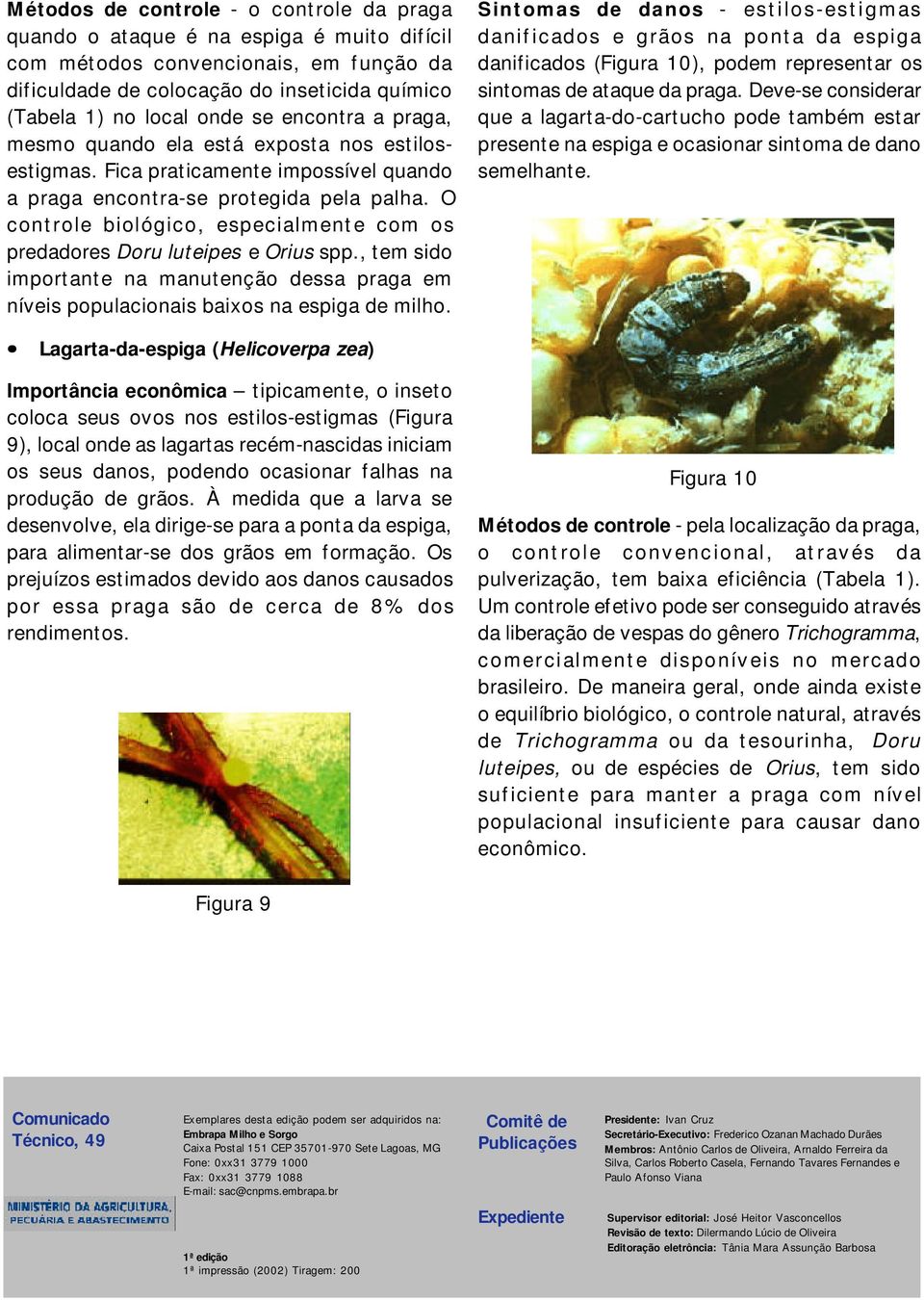 O controle biológico, especialmente com os predadores Doru luteipes e Orius spp., tem sido importante na manutenção dessa praga em níveis populacionais baixos na espiga de milho.