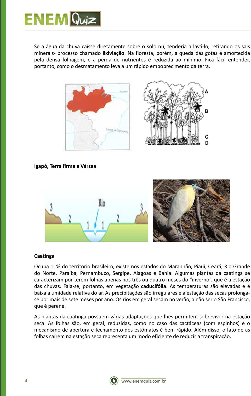 Fica fácil entender, portanto, como o desmatamento leva a um rápido empobrecimento da terra.