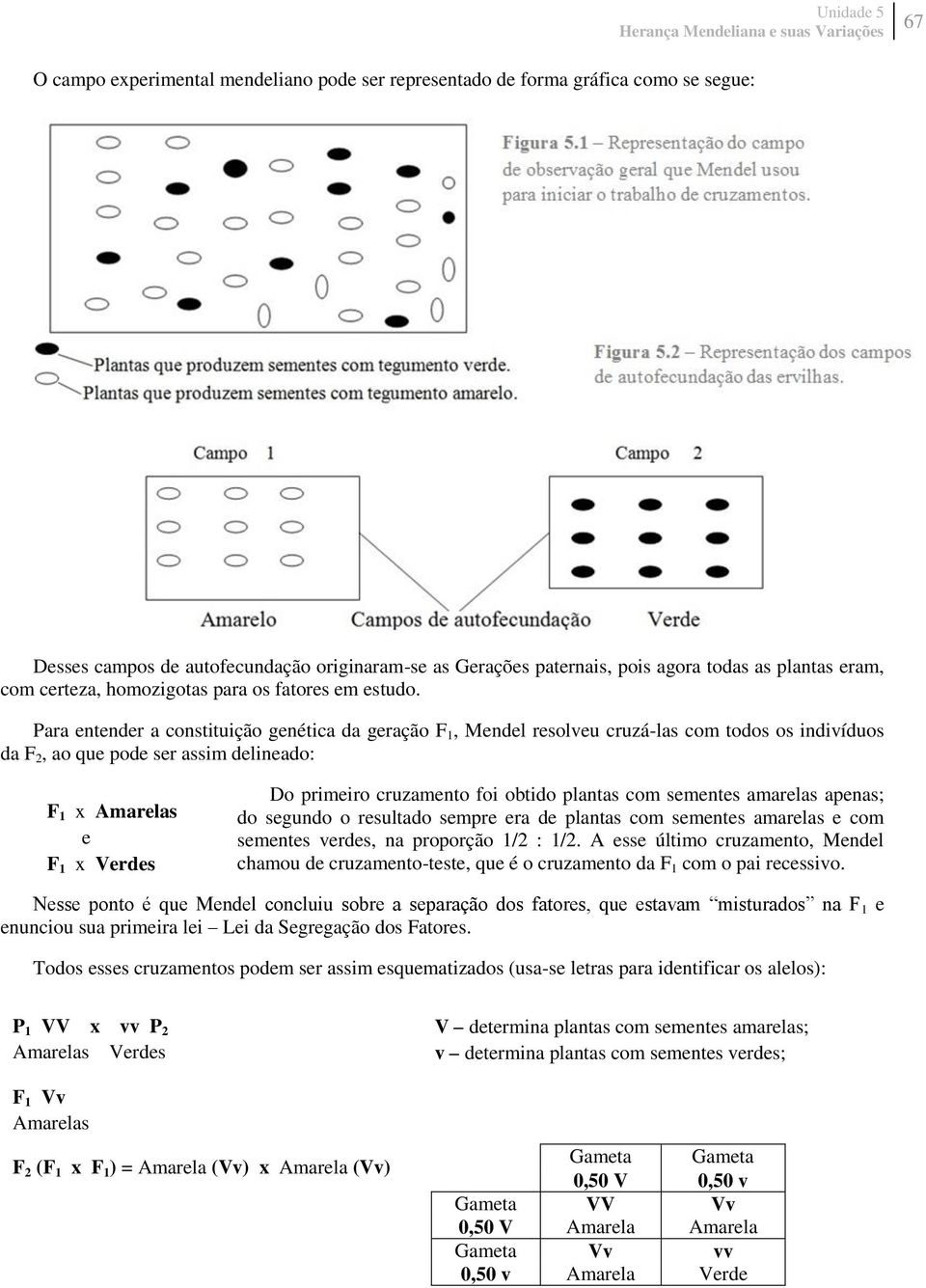 Para entender a constituição genética da geração F 1, Mendel resolveu cruzá-las com todos os indivíduos da F 2, ao que pode ser assim delineado: F 1 x Amarelas e F 1 x Verdes Do primeiro cruzamento