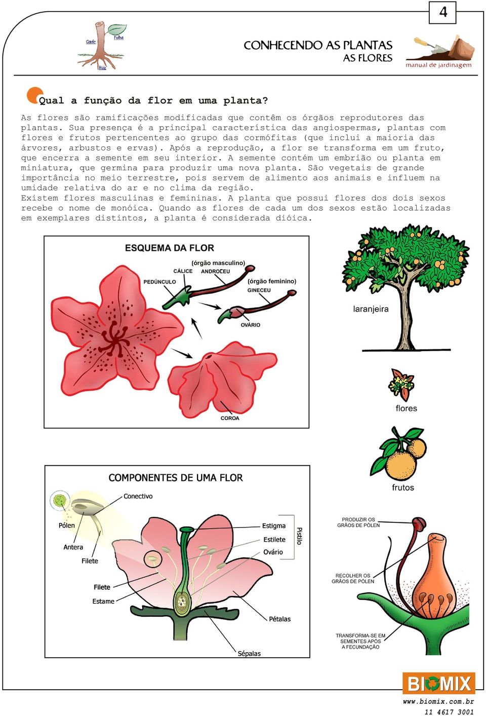 Após a reprodução, a flor se transforma em um fruto, que encerra a semente em seu interior. A semente contém um embrião ou planta em miniatura, que germina para produzir uma nova planta.