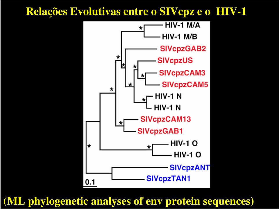 HIV-1 (ML phylogenetic