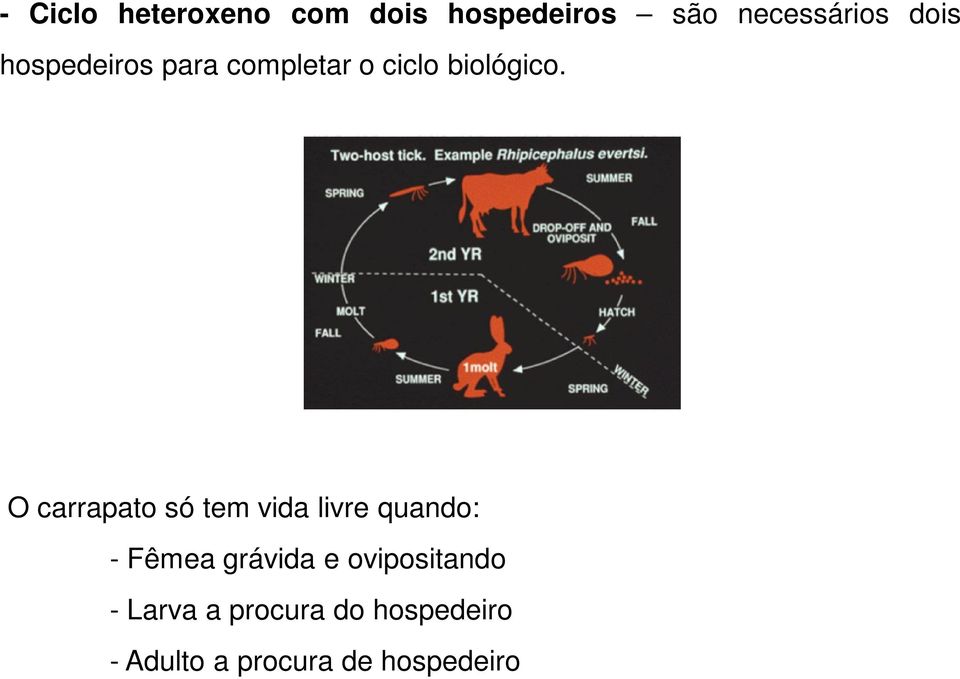 O carrapato só tem vida livre quando: - Fêmea grávida e