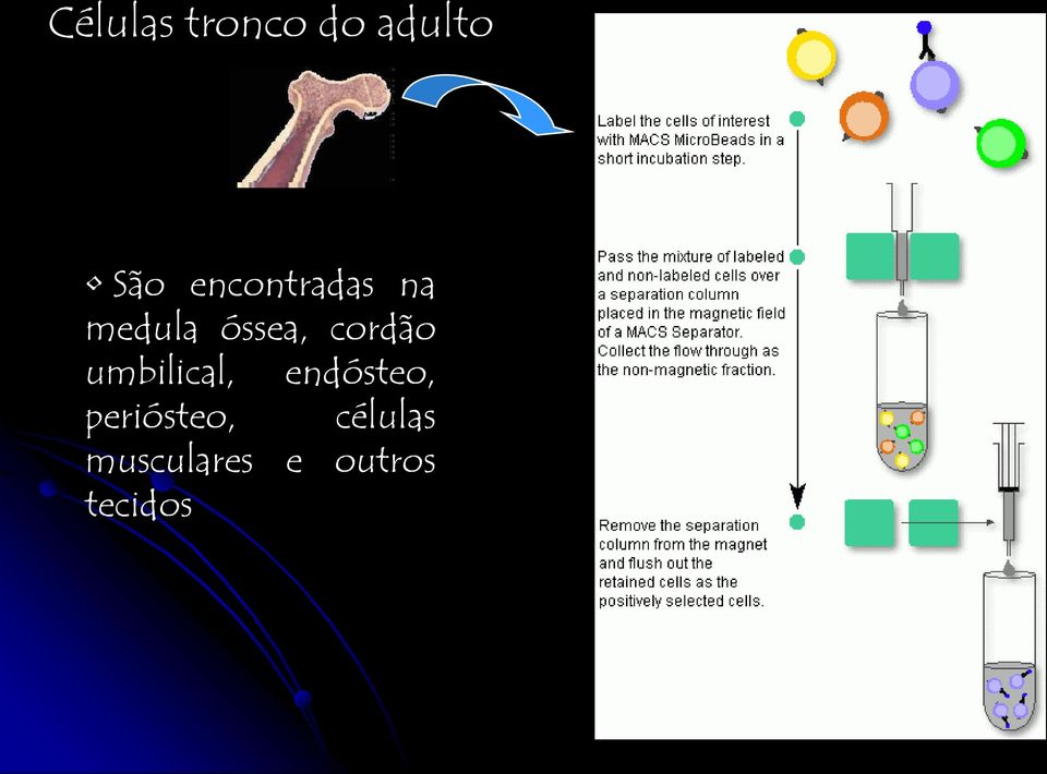 cordão umbilical, endósteo,