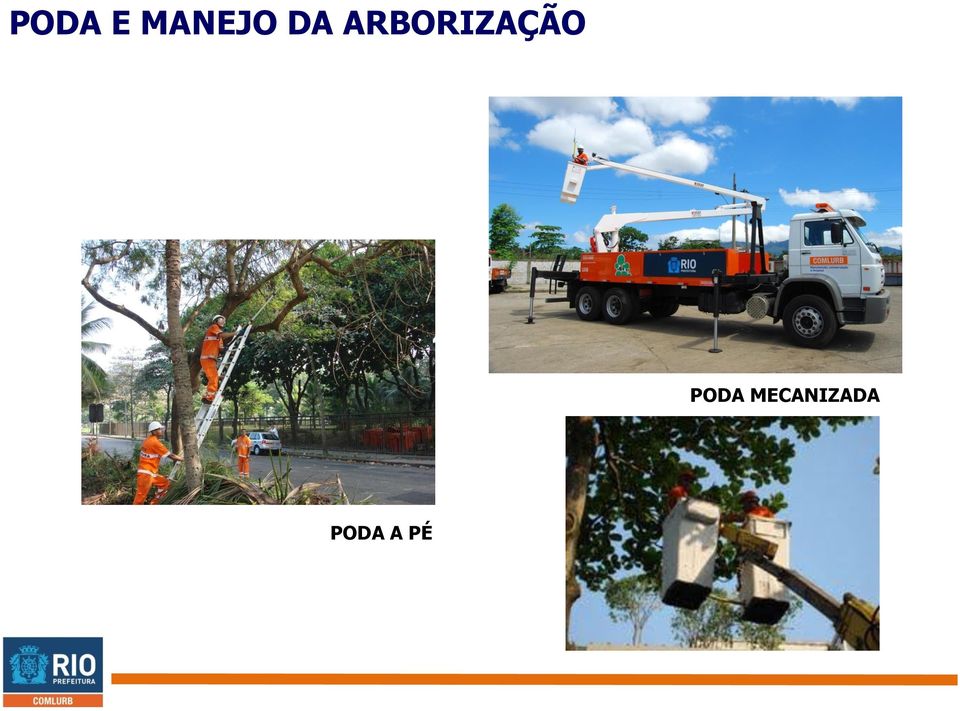 ARBORIZAÇÃO