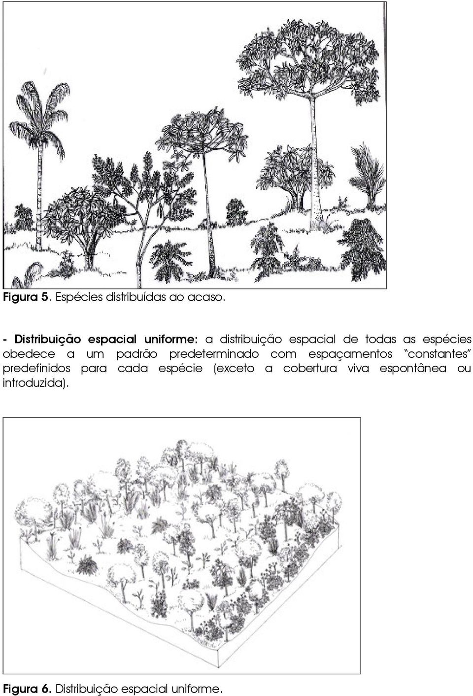 espécies obedece a um padrão predeterminado com espaçamentos constantes