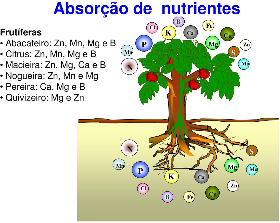 Zn, Mn e Mg Pereira: Ca, Mg e B Quivizeiro: Mg e Zn Mn N P