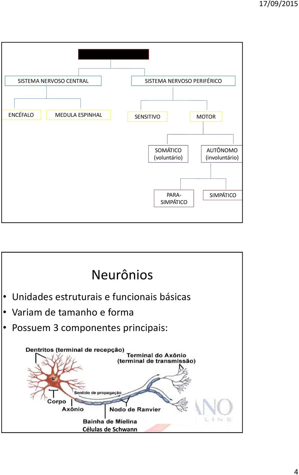 PARA- SIMPÁTICO SIMPÁTICO Neurônios Unidades estruturais e funcionais básicas