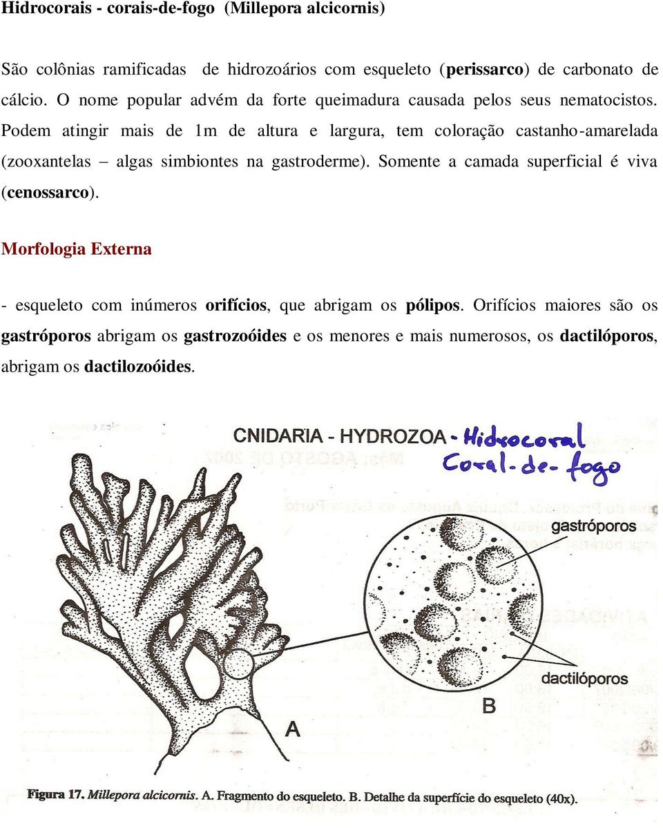 Podem atingir mais de 1m de altura e largura, tem coloração castanho-amarelada (zooxantelas algas simbiontes na gastroderme).