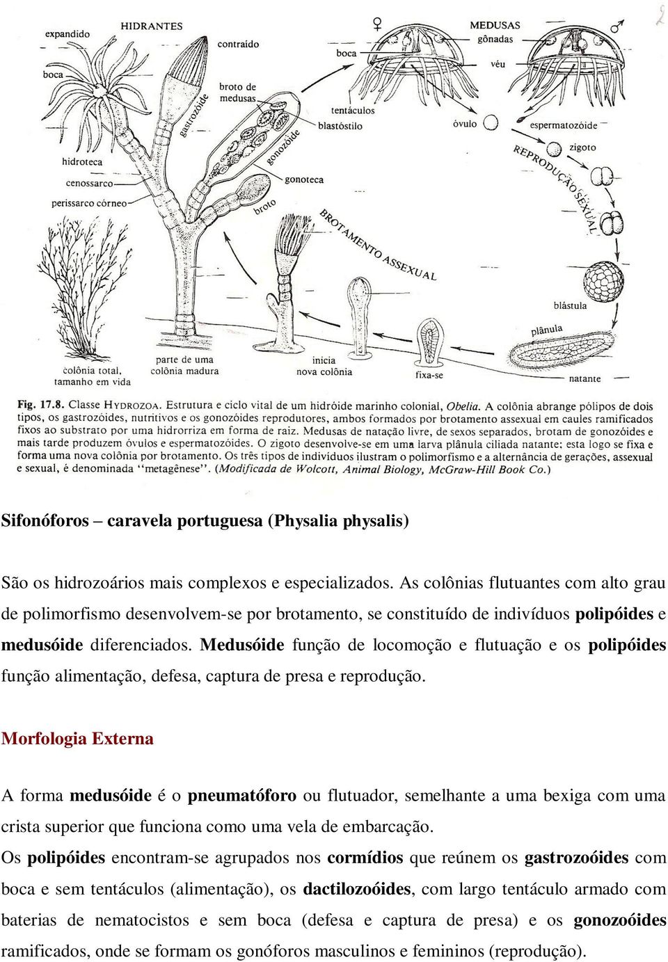 Medusóide função de locomoção e flutuação e os polipóides função alimentação, defesa, captura de presa e reprodução.
