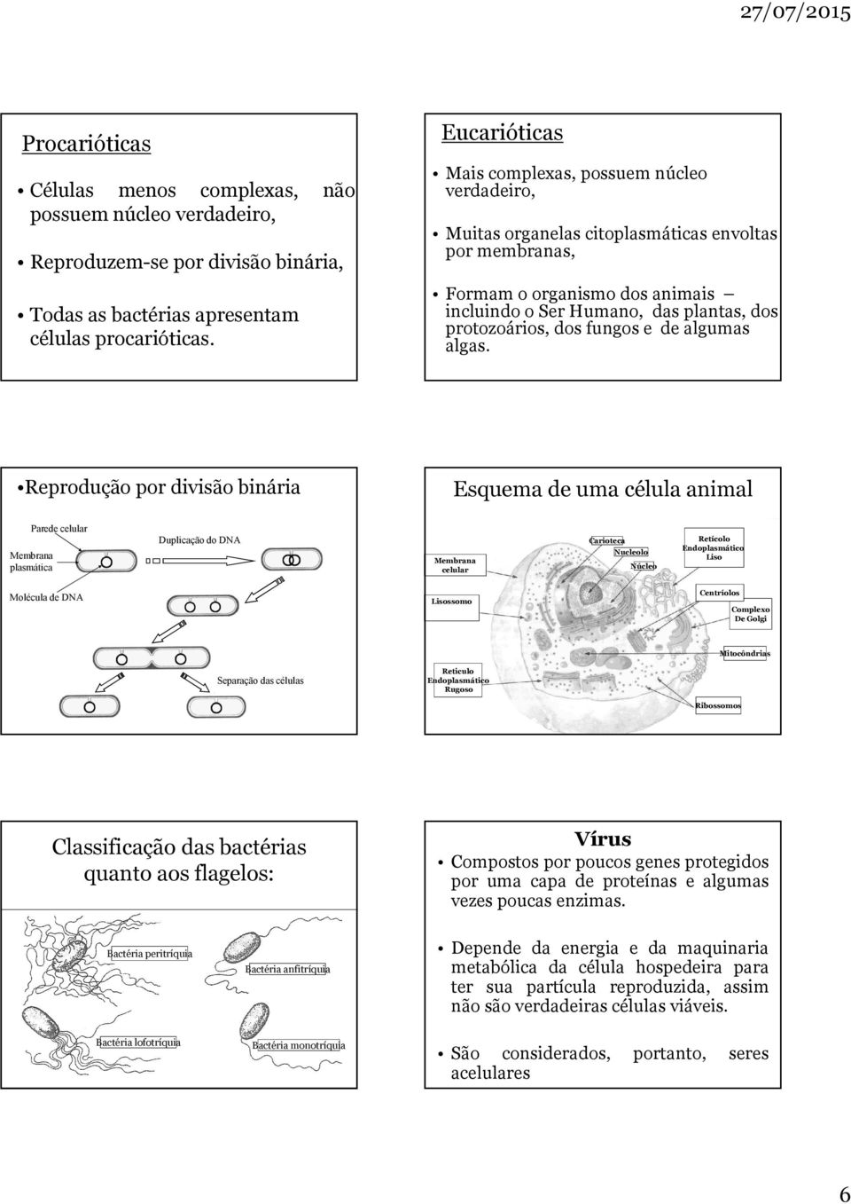 dos fungos e de algumas algas.