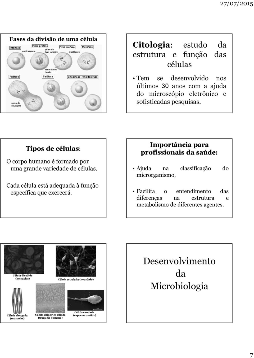 Importância para profissionais da saúde: Ajuda na classificação do microrganismo, Facilita o entendimento das diferenças na estrutura e metabolismo de diferentes agentes.