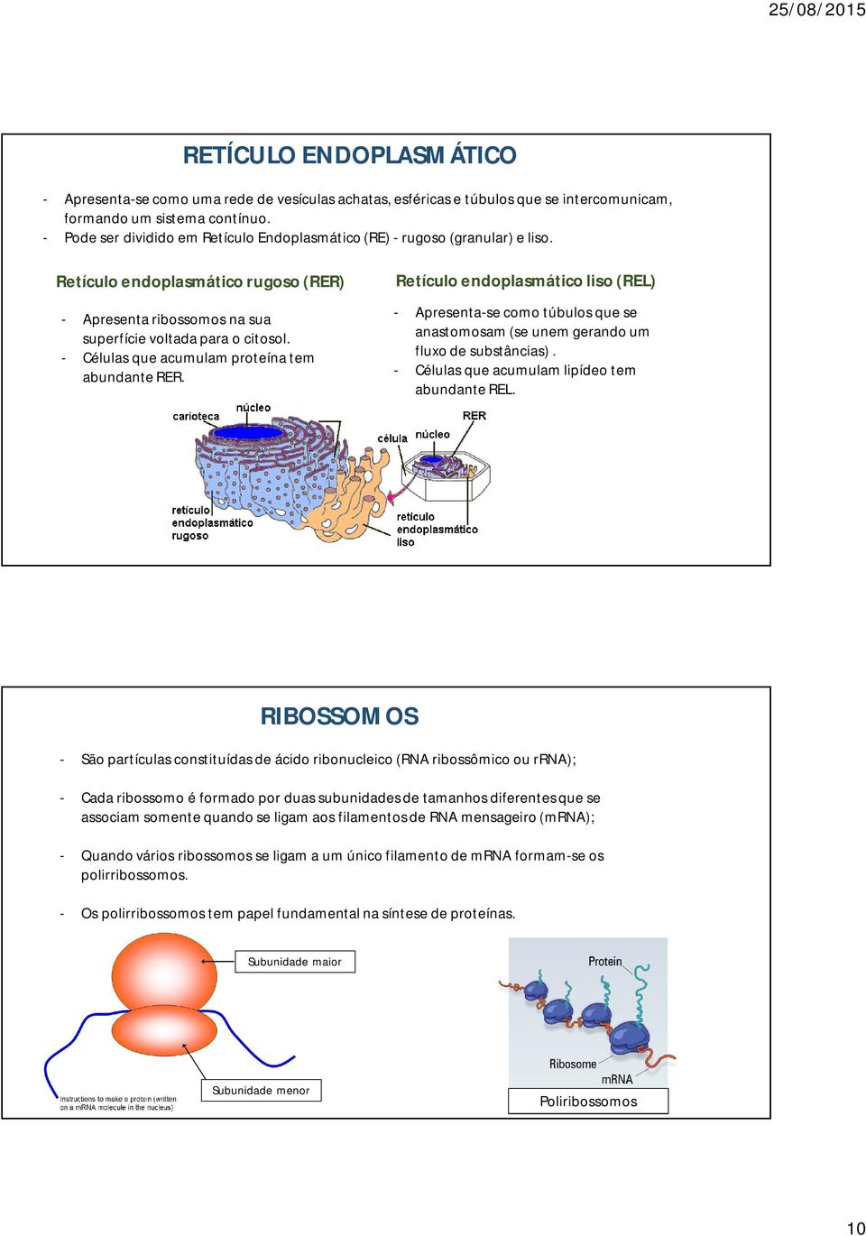 - Células que acumulam proteína tem abundante RER. Retículo endoplasmático liso (REL) - Apresenta-se como túbulos que se anastomosam (se unem gerando um fluxo de substâncias).