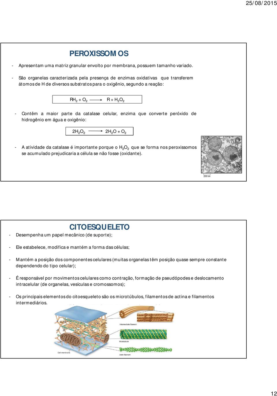 catalase celular, enzima que converte peróxido de hidrogênio em água e oxigênio: 2H 2 O 2 2H 2 O + O 2 - A atividade da catalase é importante porque o H 2 O 2 que se forma nos peroxissomos se