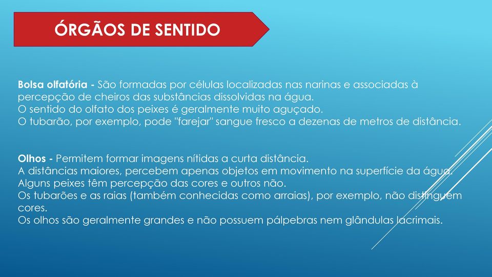 Olhos - Permitem formar imagens nítidas a curta distância. A distâncias maiores, percebem apenas objetos em movimento na superfície da água.