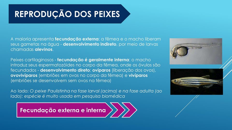 Peixes cartilaginosos - fecundação é geralmente interna: o macho introduz seus espermatozóides no corpo da fêmea, onde os óvulos são fecundados -