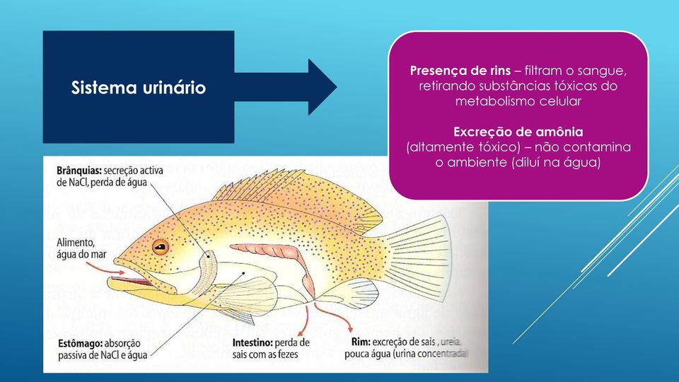 metabolismo celular Excreção de amônia