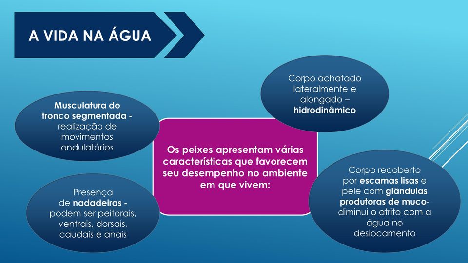 características que favorecem seu desempenho no ambiente em que vivem: Corpo achatado lateralmente e alongado