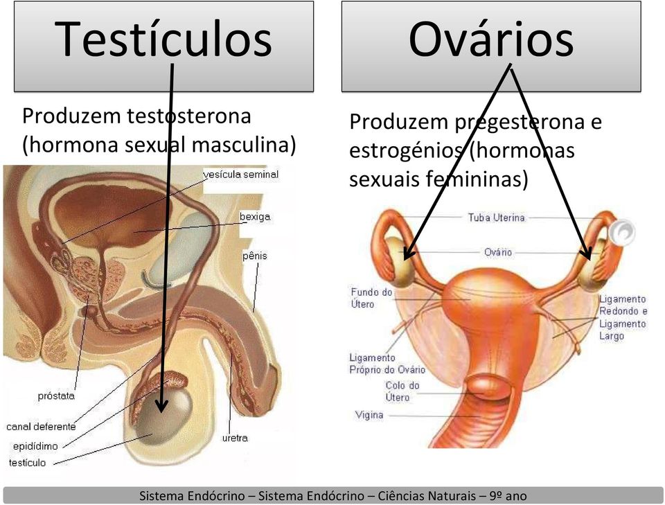 masculina) Produzem pregesterona