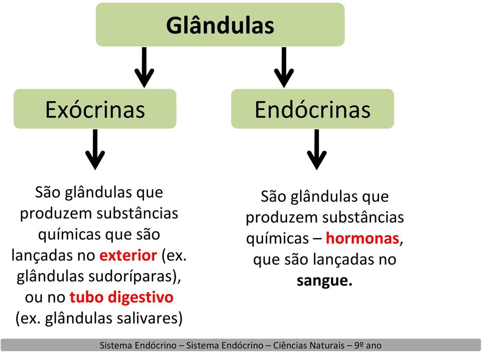 glândulas sudoríparas), ou no tubo digestivo (ex.