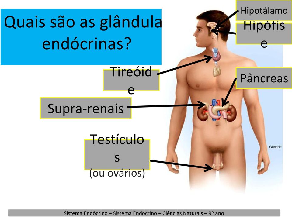 Tireóid e Supra renais