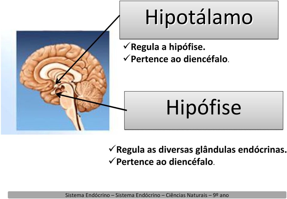 Hipófise Regula as diversas