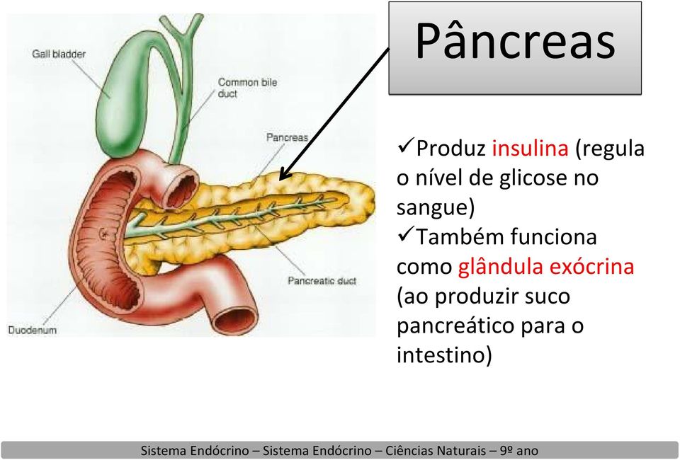 funciona como glândula exócrina (ao